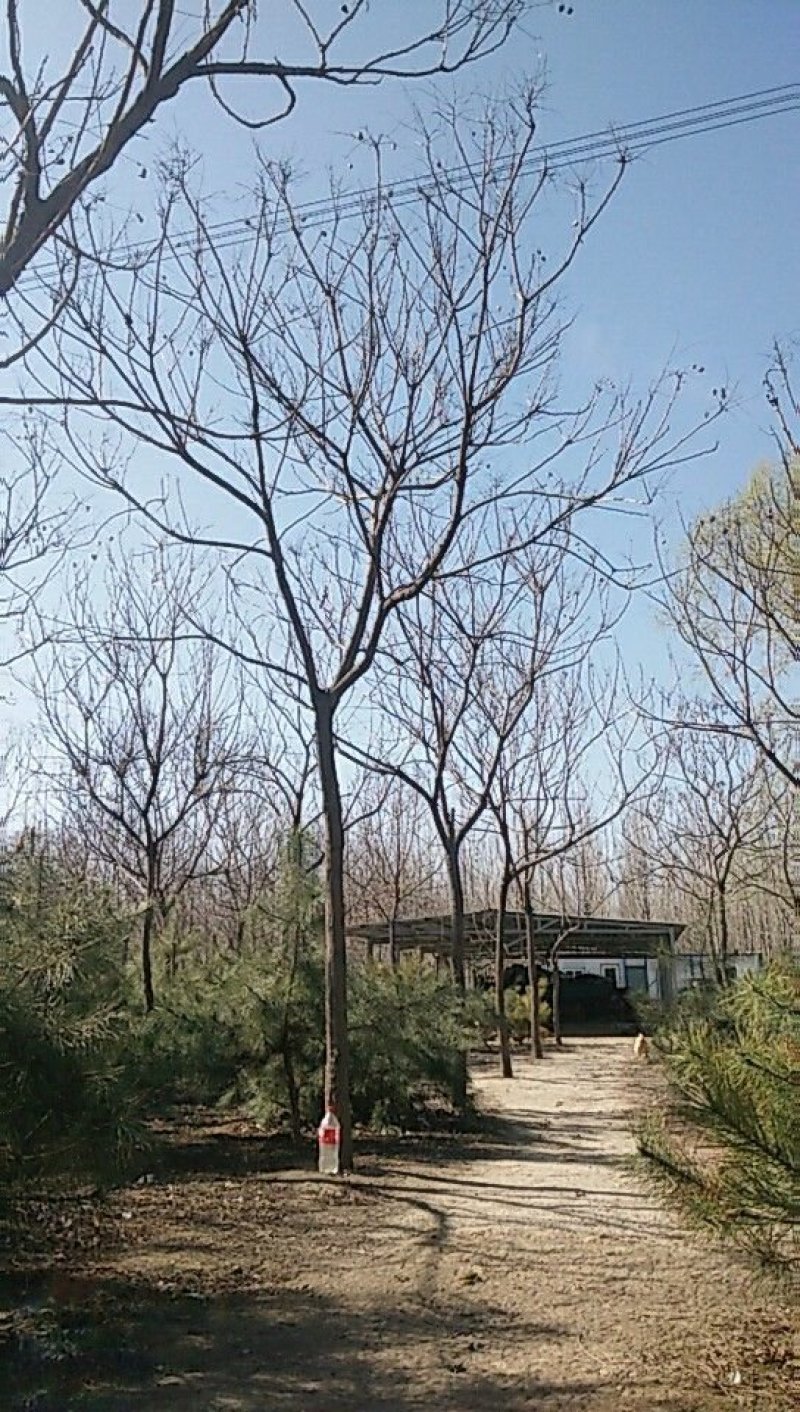 北京栾出售