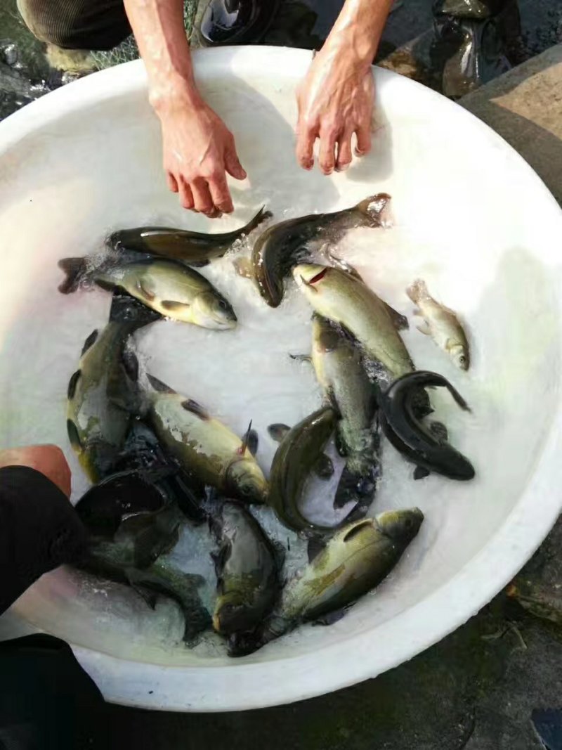 澳洲龙虾苗，不是普通小龙虾，基地直供龙虾苗人工养殖收购