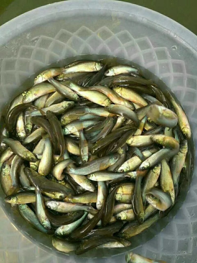 澳洲龙虾苗，不是普通小龙虾，基地直供龙虾苗人工养殖收购