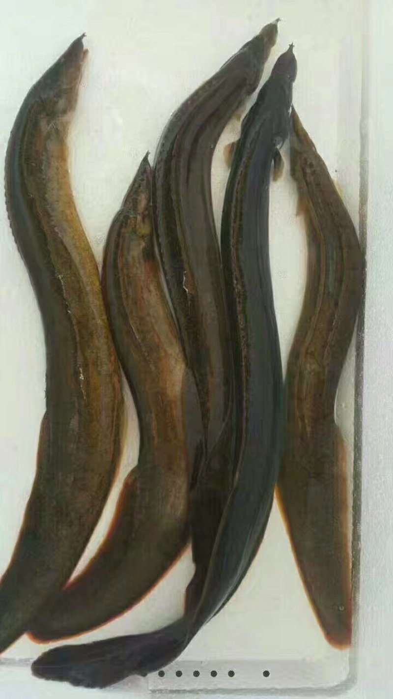澳洲龙虾苗，不是普通小龙虾，基地直供龙虾苗人工养殖收购