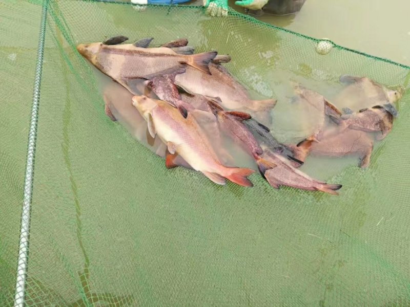 澳洲龙虾苗，不是普通小龙虾，基地直供龙虾苗人工养殖收购