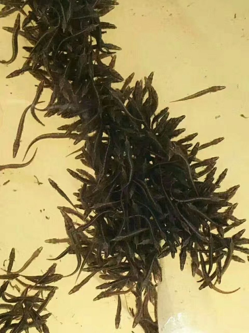 澳洲龙虾苗，不是普通小龙虾，基地直供龙虾苗人工养殖收购