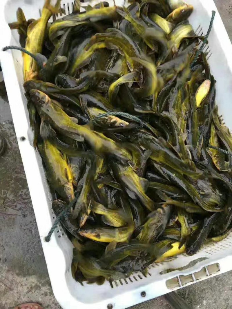 澳洲龙虾苗，不是普通小龙虾，基地直供龙虾苗人工养殖收购