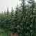 雪松白皮松自家苗圃优质雪松放心采购可视频看货