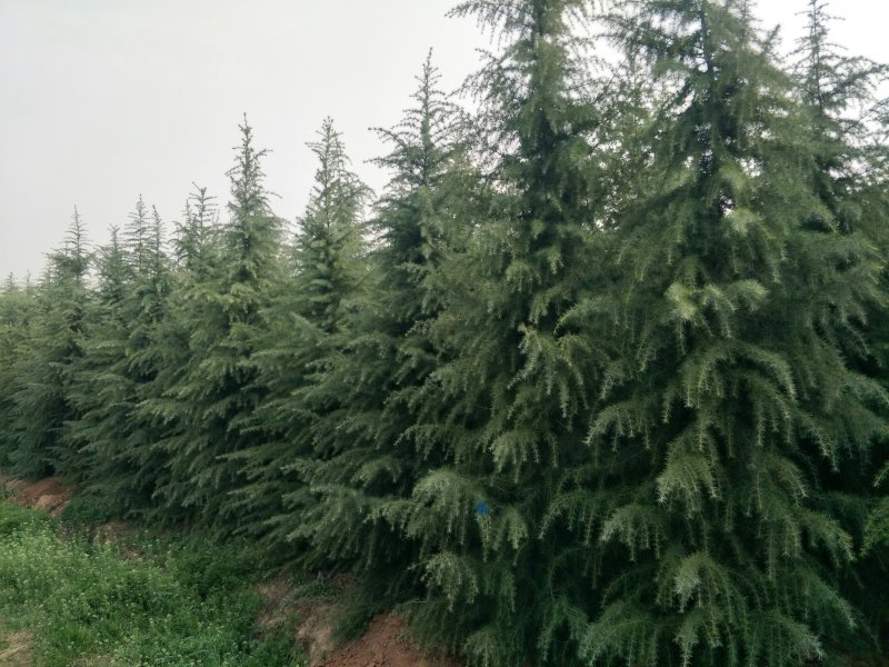 雪松白皮松自家苗圃优质雪松放心采购可视频看货