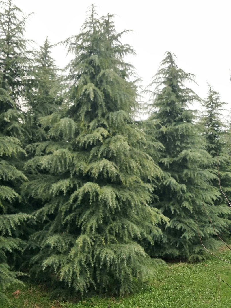 雪松白皮松自家苗圃优质雪松放心采购可视频看货