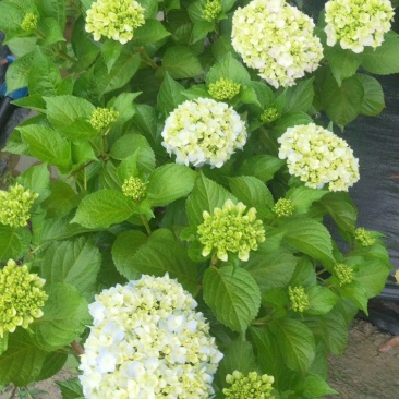 绣球花，重瓣绣球花，绣球花杯苗种植基地批发