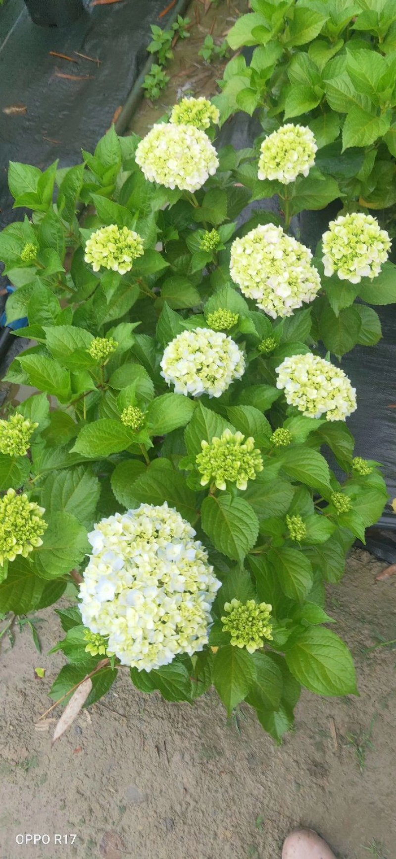 绣球花，重瓣绣球花，绣球花杯苗种植基地批发