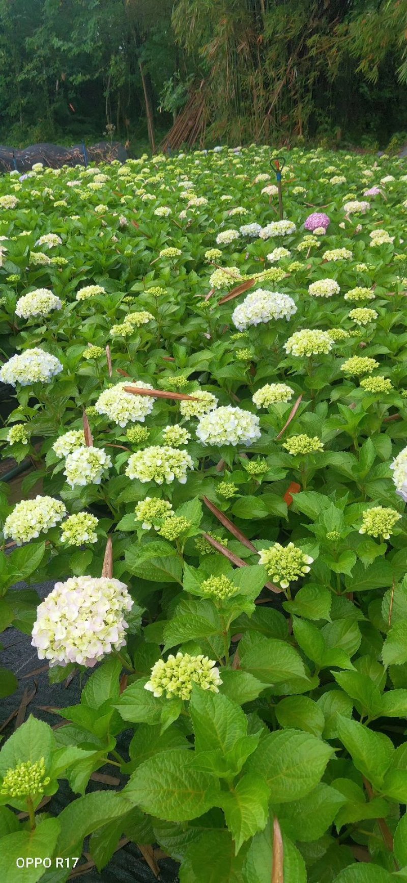绣球花，重瓣绣球花，绣球花杯苗种植基地批发