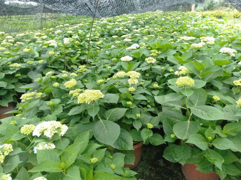 绣球花，重瓣绣球花，绣球花杯苗种植基地批发