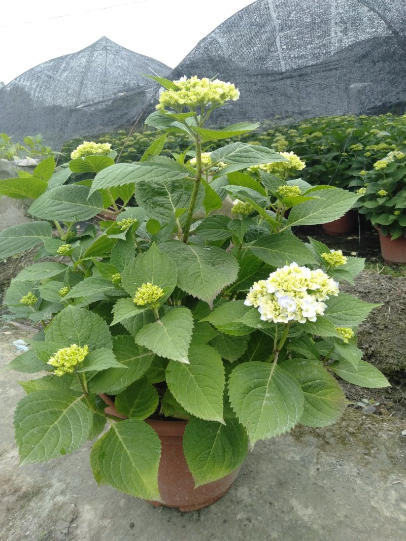 绣球花，重瓣绣球花，绣球花杯苗种植基地批发