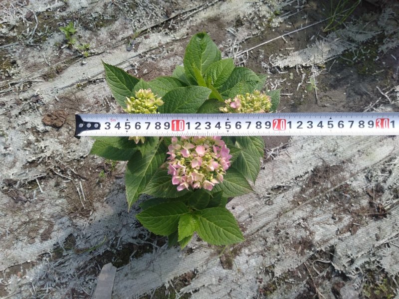 绣球花，重瓣绣球花，绣球花杯苗种植基地批发