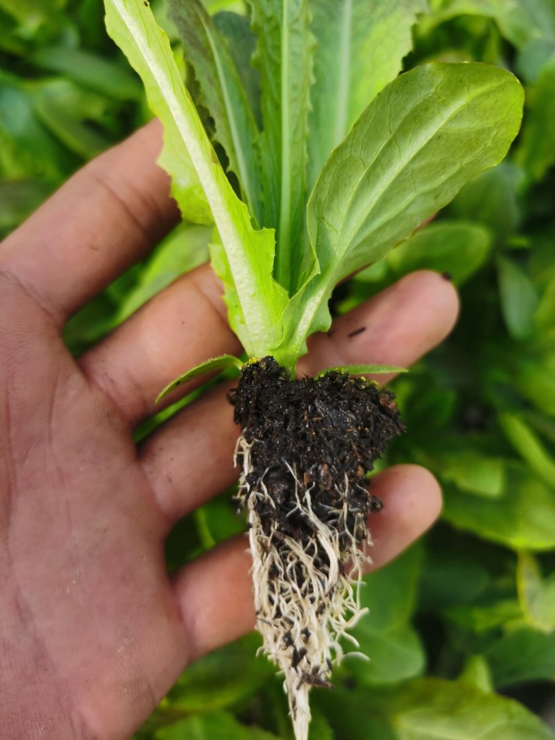 紫叶莴笋苗，一级苗，基地直供，抗病强，根须发达，成活率高