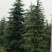 雪松1-7大量现货基地直供，免费开检疫。