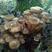 【聚便宜】东北镇魔榛蘑纯野生榛蘑小鸡炖蘑菇长白山菌菇