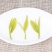 西湖绿茶杭州龙井2023新茶龙井茶明前特级茶叶