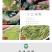 西湖绿茶杭州龙井2023新茶龙井茶明前特级茶叶