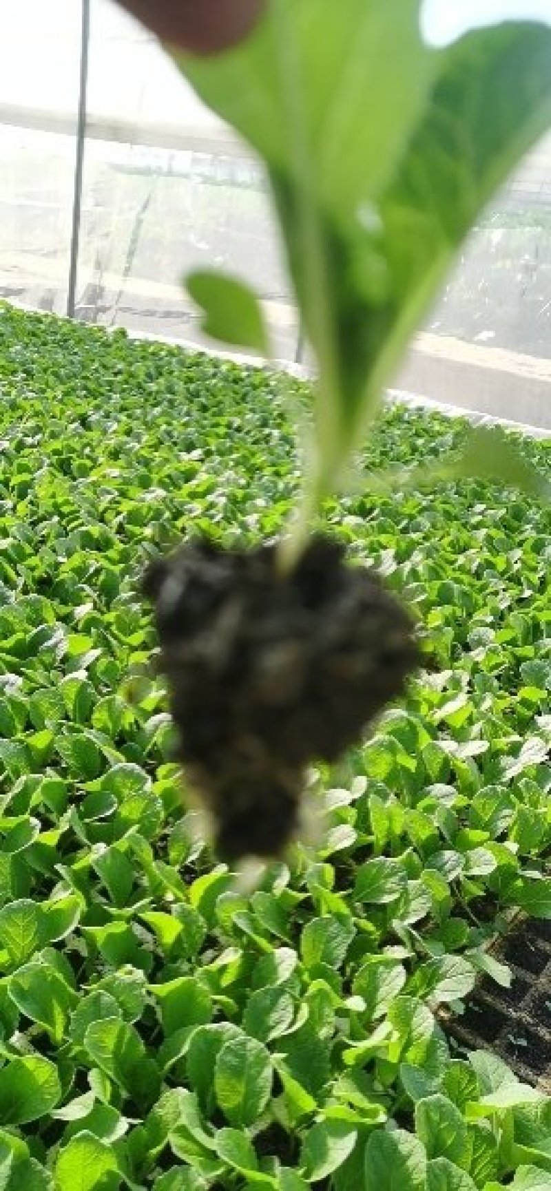白菜苗，基地直供，全年供应，苗好质优，根须发达