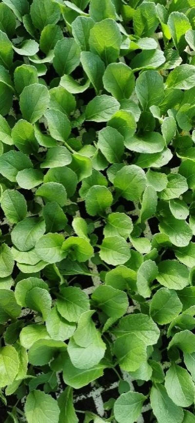 白菜苗，基地直供，全年供应，苗好质优，根须发达