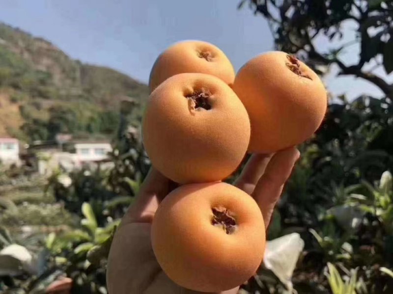 四川汉源米易早中川早枇杷产地直供线上交易全国顺丰包邮