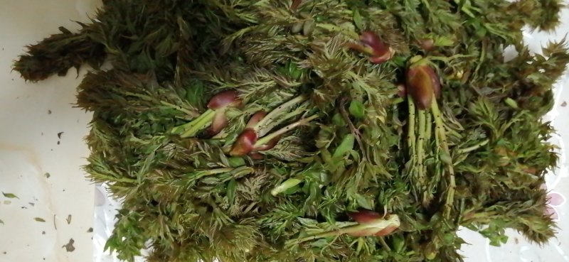 乌龙头，刺嫩芽，刺老芽