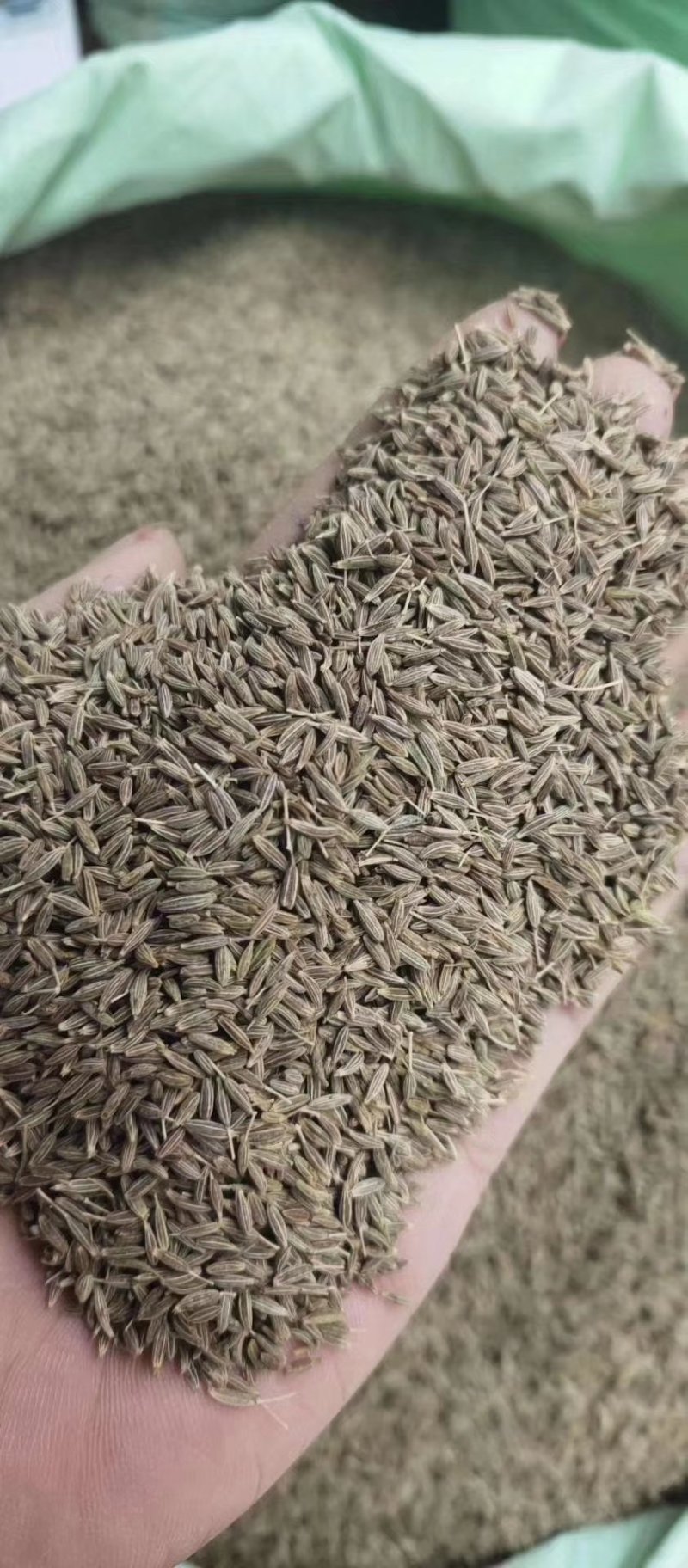 印度进口孜然粒孜然粉欧标995干净足干无杂颗粒大
