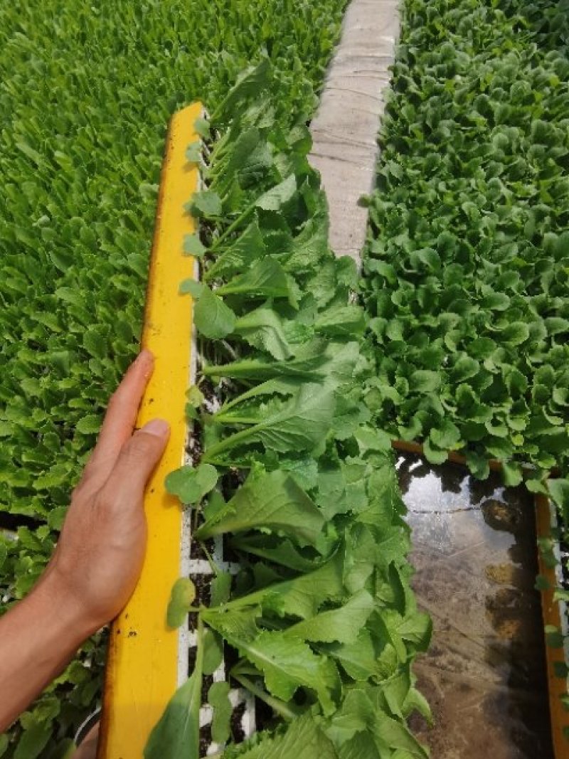 白菜苗，抗根肿，公司基地直供，运输无忧，全年供应！