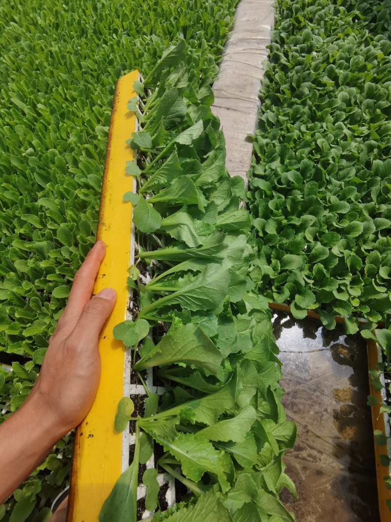 白菜苗，抗根肿，公司基地直供，运输无忧，全年供应！