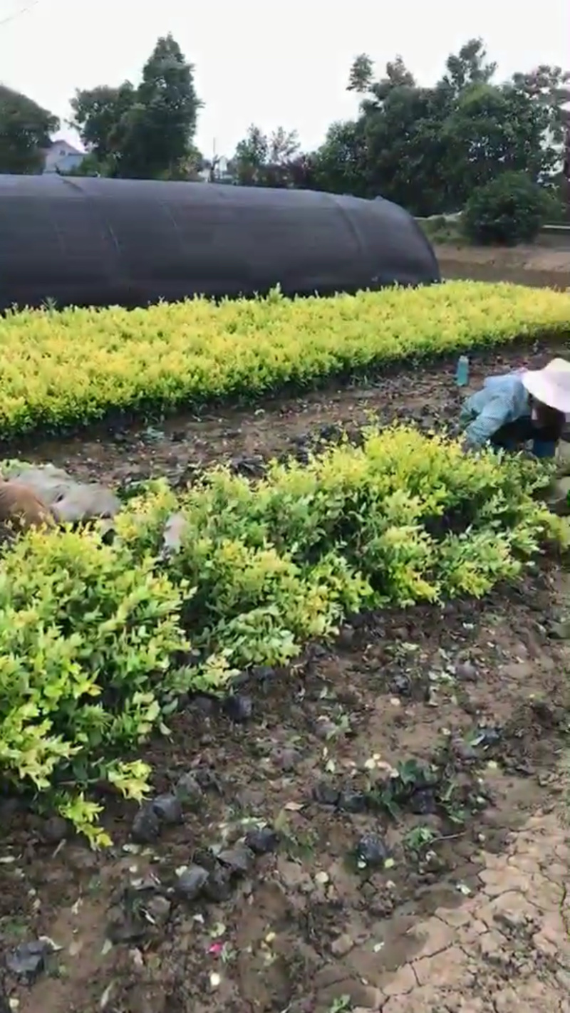 金森小杯苗