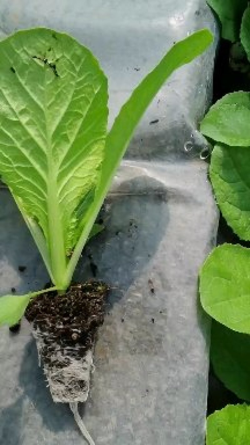 白菜苗，基地直供，抗根肿，特级苗！现货！