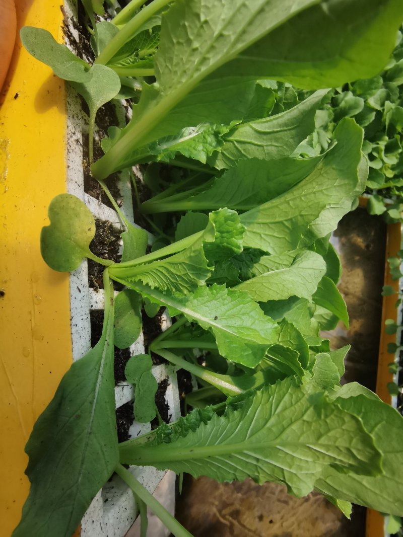 白菜苗，基地直供，抗根肿，特级苗！现货！
