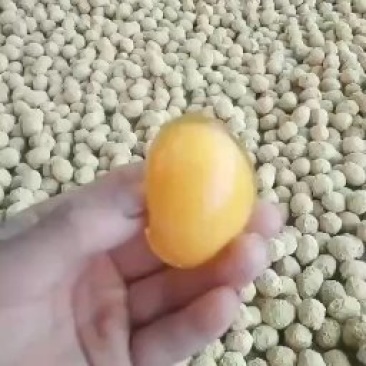 河南五香变蛋双黄变蛋
