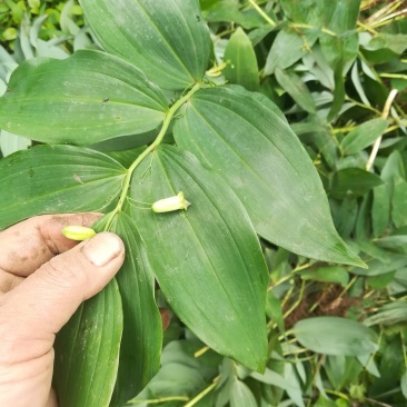野生新鲜玉竹茎叶玉竹禾，中药材