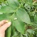 野生新鲜玉竹茎叶玉竹禾，中药材