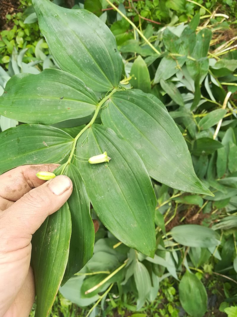 野生新鲜玉竹茎叶玉竹禾，中药材