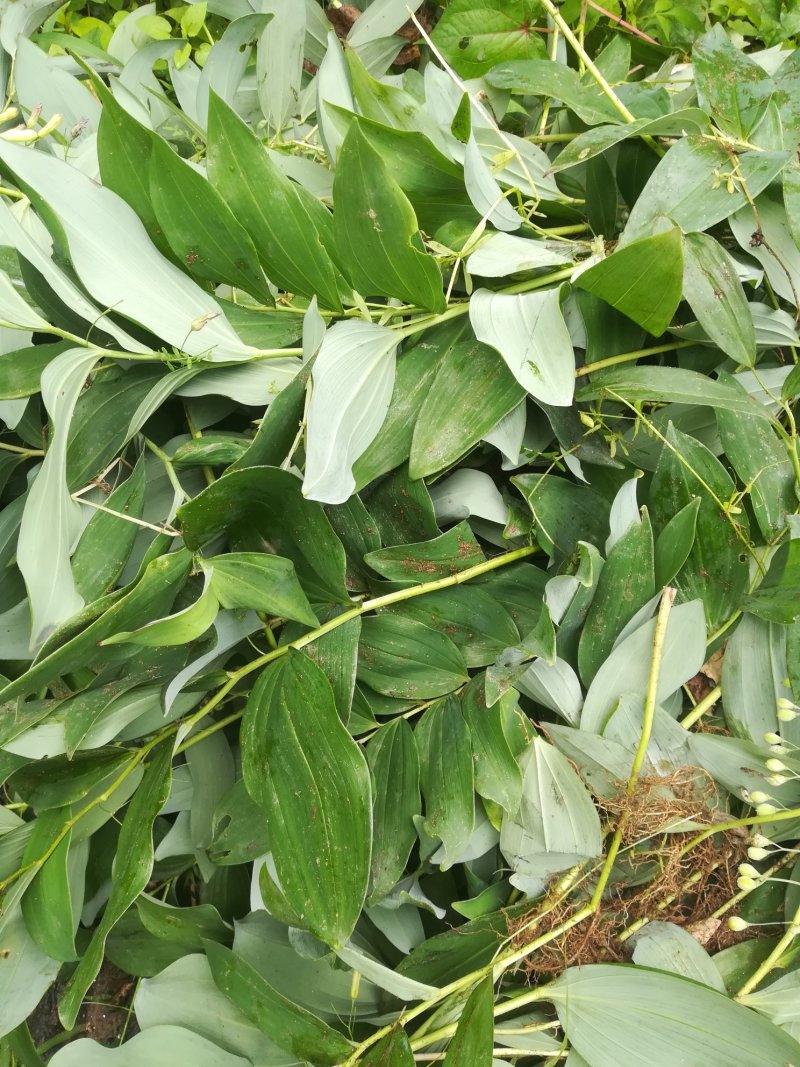 野生新鲜玉竹茎叶玉竹禾，中药材