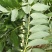 野生新鲜玉竹茎叶玉竹禾，中药材