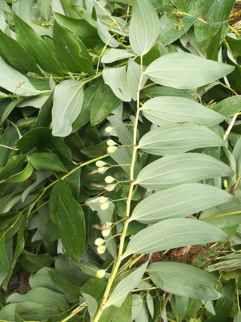 野生新鲜玉竹茎叶玉竹禾，中药材