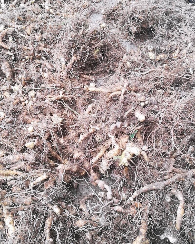野生新鲜玉竹茎叶玉竹禾，中药材