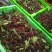杨梅