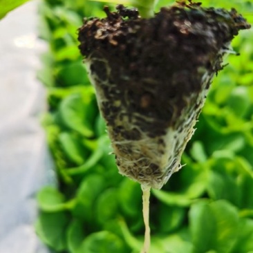 大白菜苗，基地直供，抗根肿，耐高温，苗子粗壮，