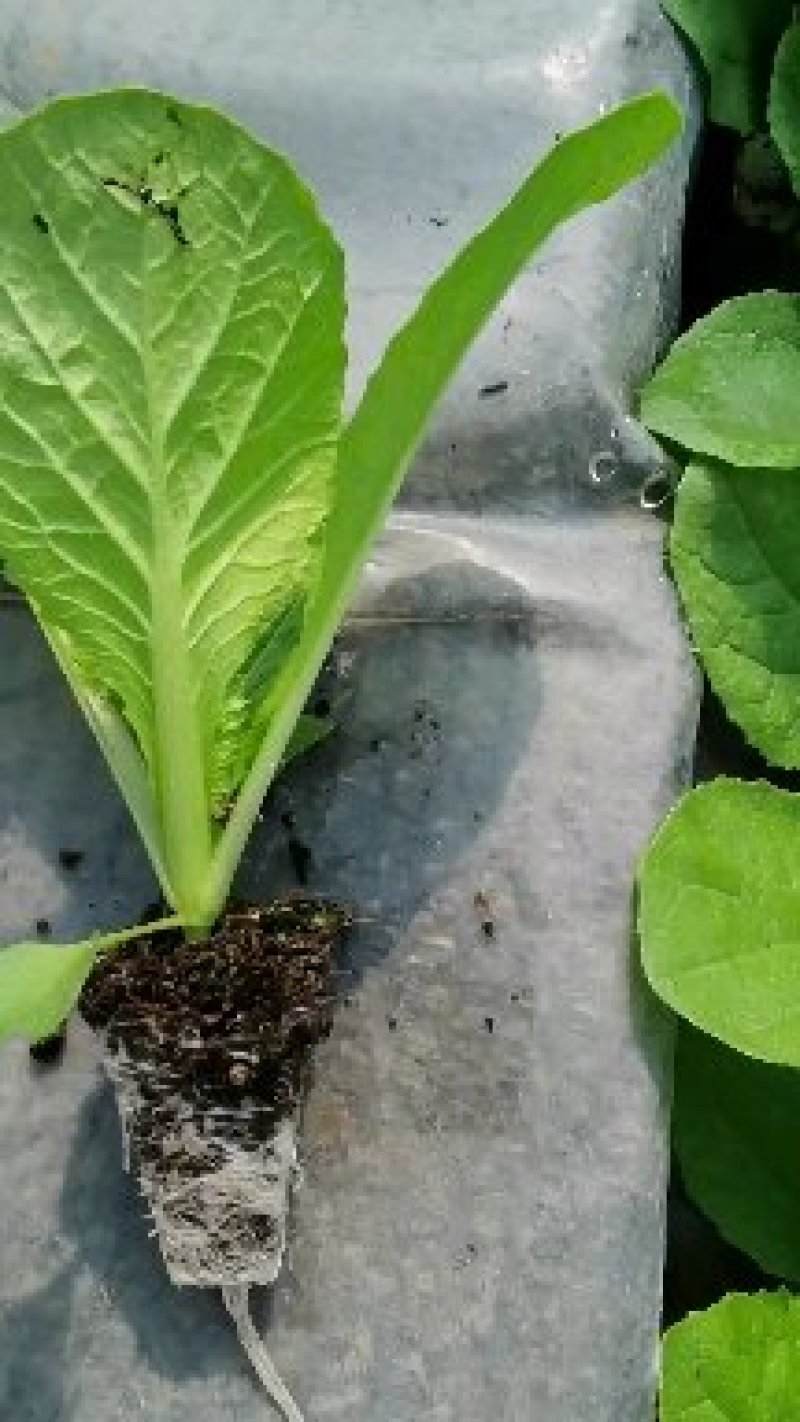 大白菜苗，基地直供，抗根肿，耐高温，苗子粗壮，