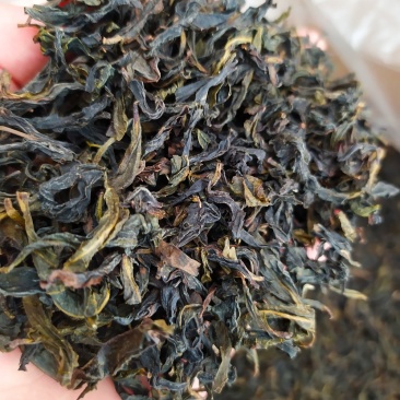 黄枝香单枞茶潮州凤凰单枞茶高山茶叶乌叶单枞茶1斤1袋
