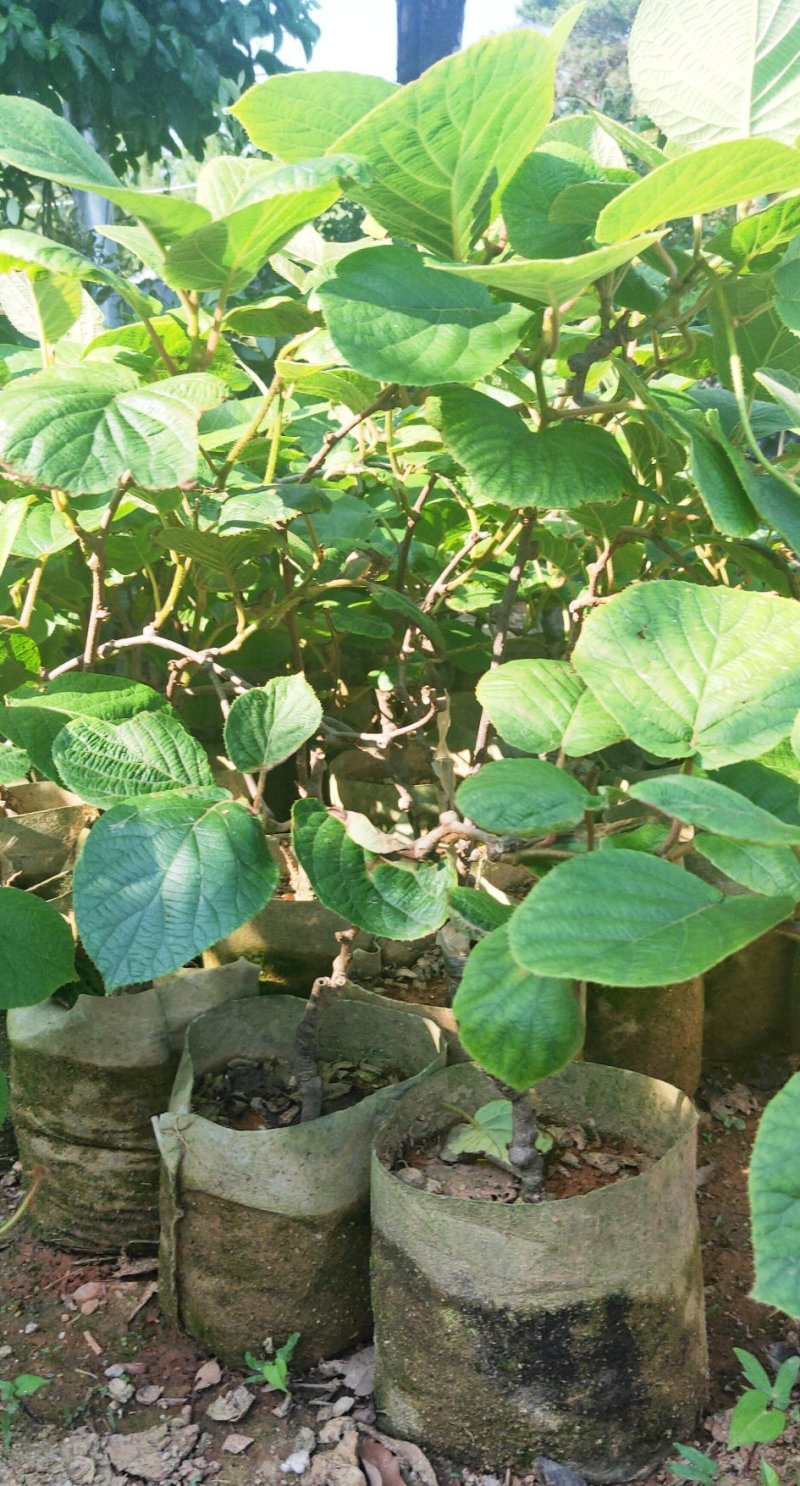 包邮正品【广西灵山县红心猕猴桃杯苗】/直销
