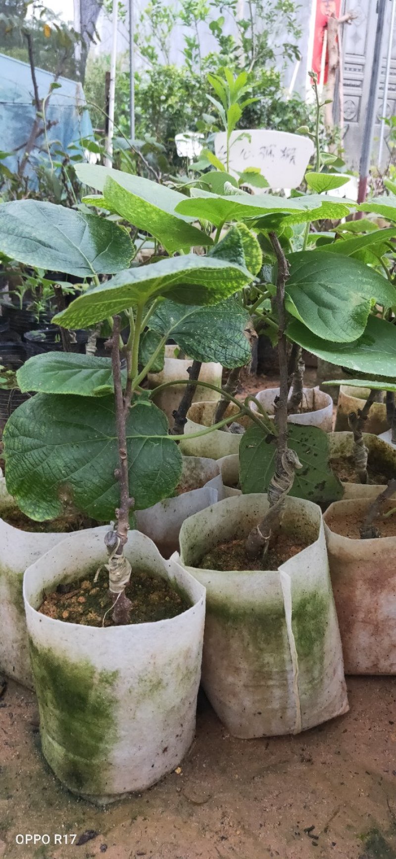 包邮正品【广西灵山县红心猕猴桃杯苗】/直销