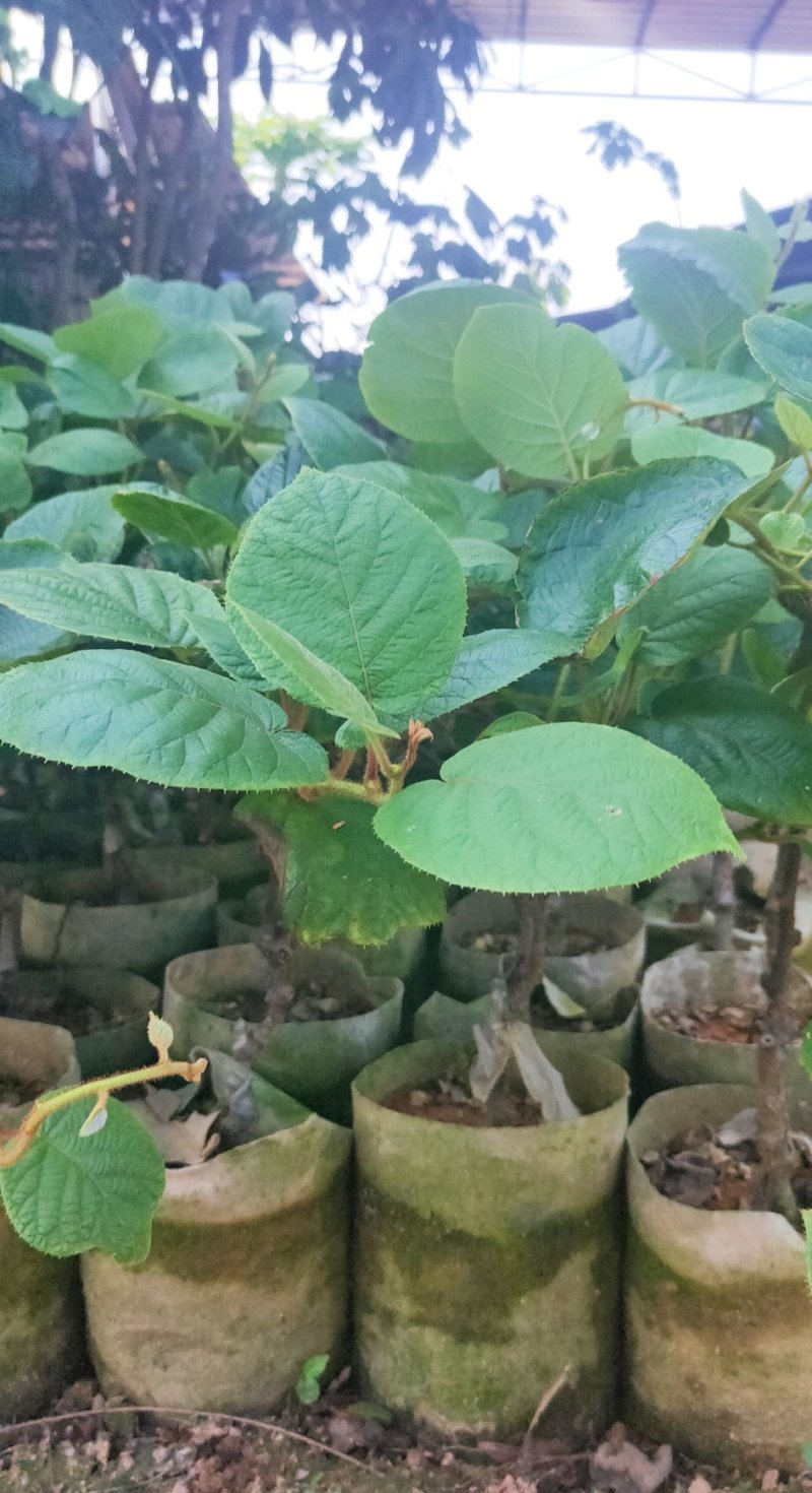 包邮正品【广西灵山县红心猕猴桃杯苗】/直销
