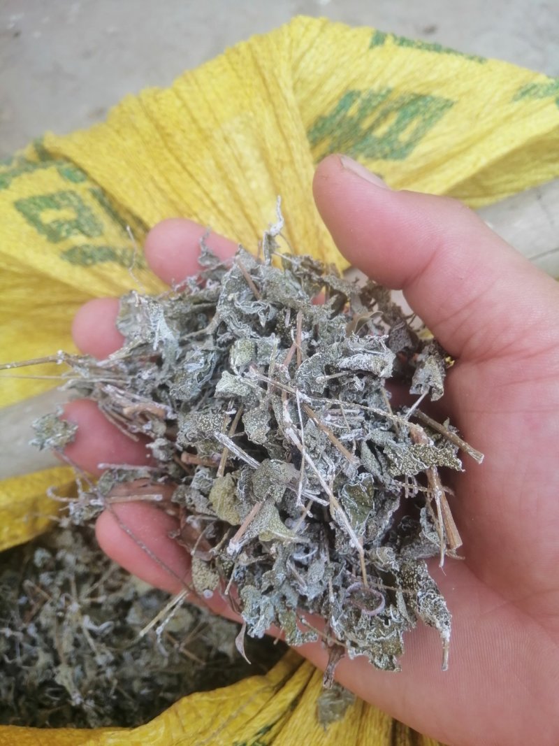 瑶族深山的野生藤茶，藤婆茶，