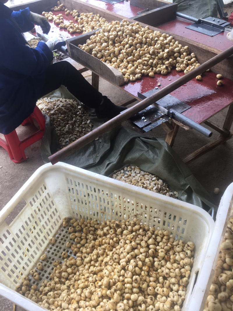 贝母，贝母干货切片、统个规格齐全价格实惠