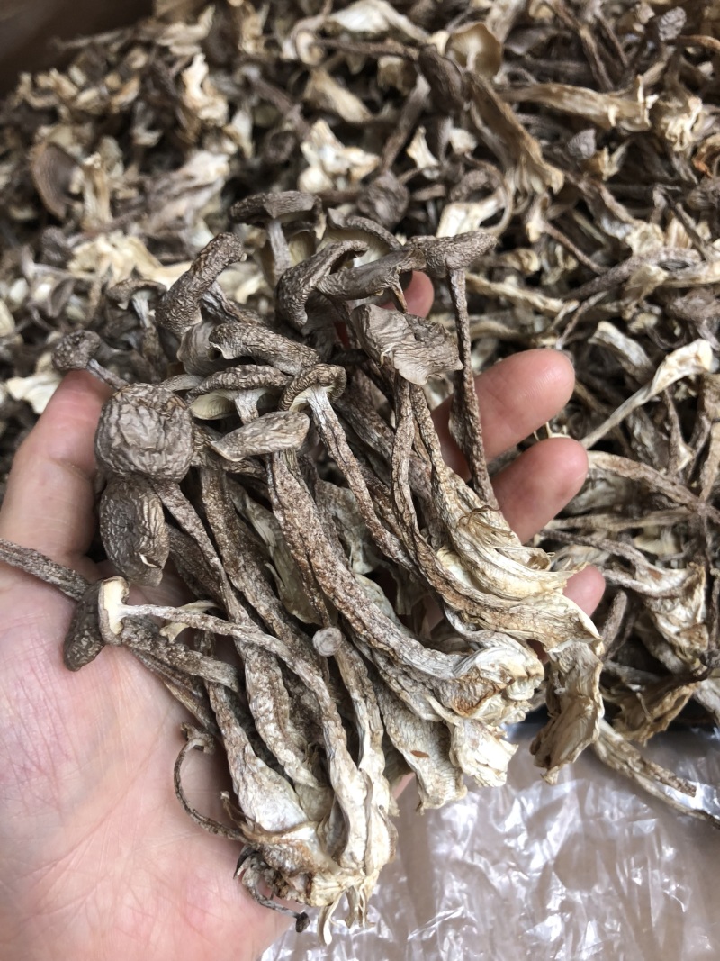 鹿茸菇