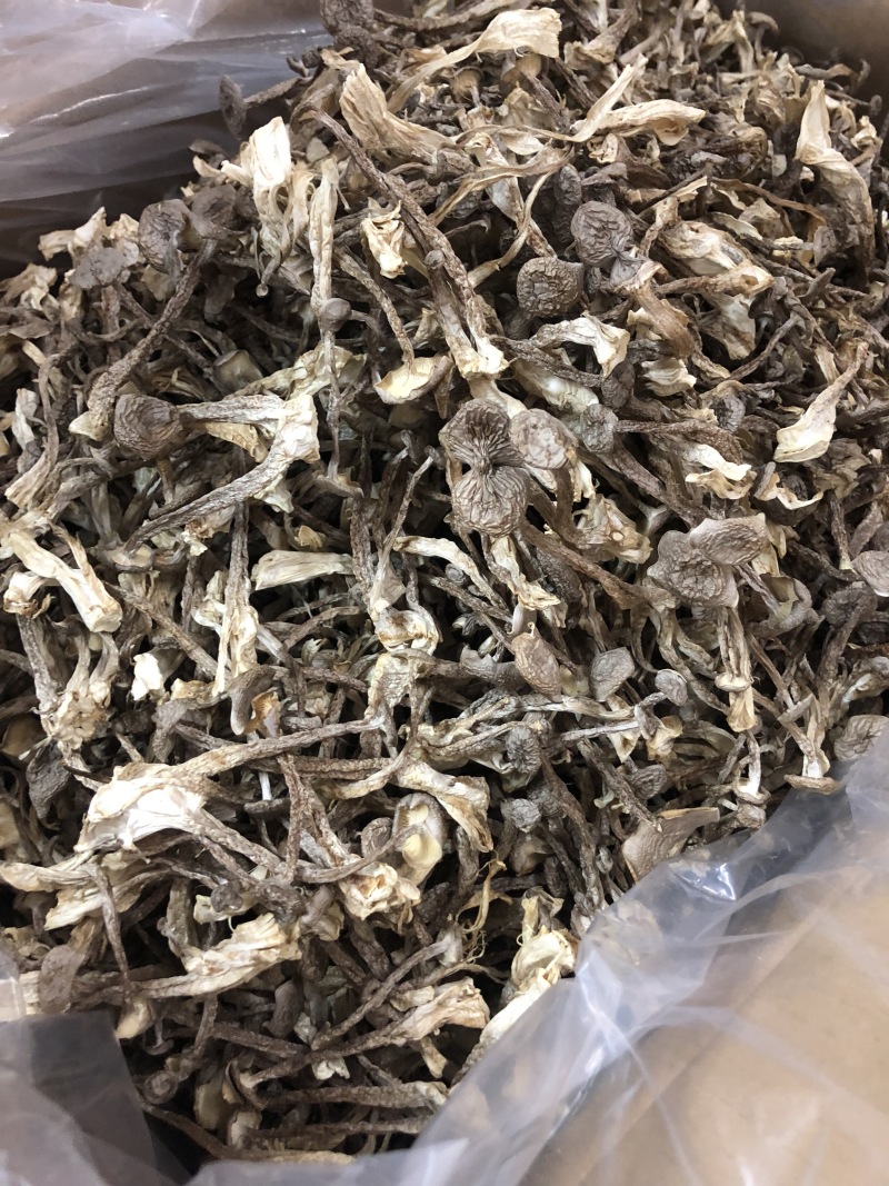 鹿茸菇